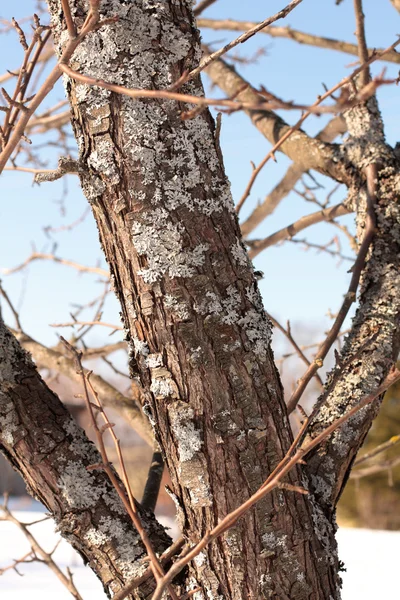 Stock image Tree fungus