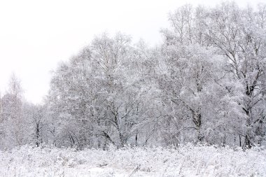 ağaçlarda hoarfrost