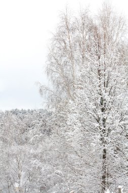 ağaçlarda hoarfrost