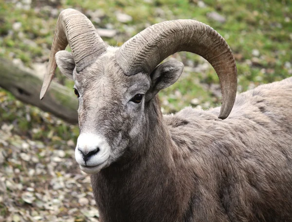 Mouflon — Stock Photo, Image