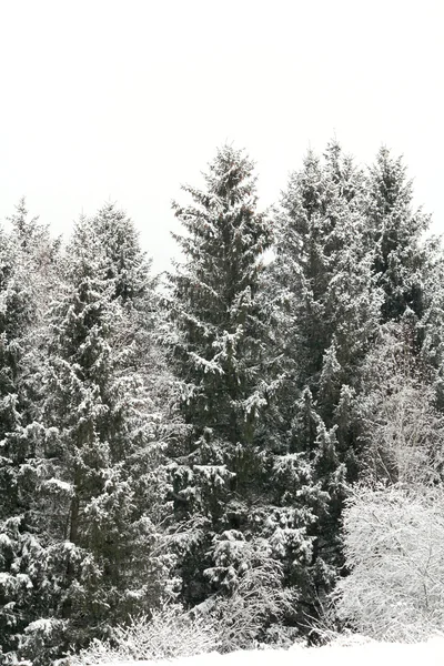 Abeto en la nieve Imagen de archivo