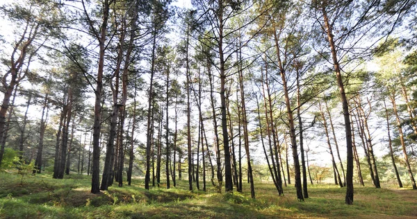 stock image Panoramic view of wood