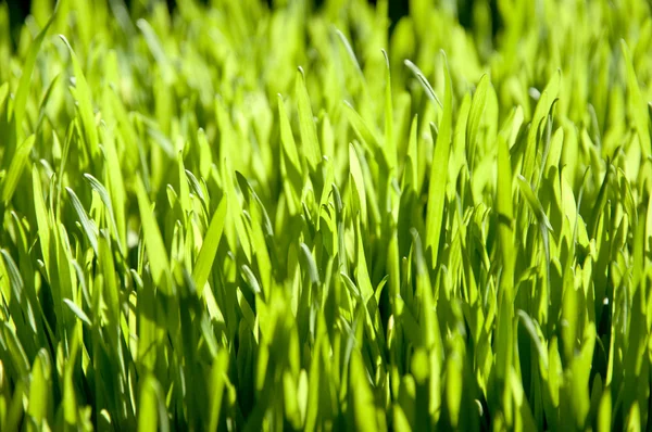 Spring green glade — Stock Photo, Image