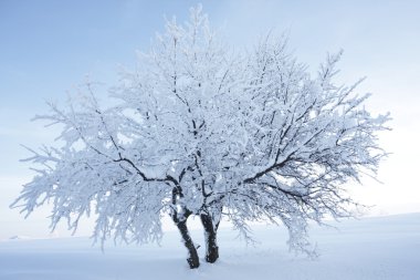 iki ağaç kar kalıcı olarak Türkiye