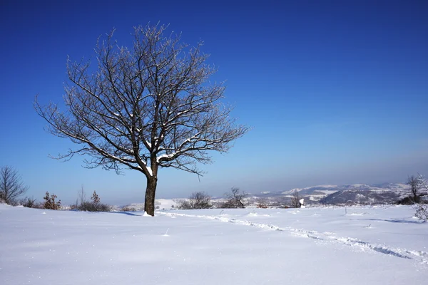 Lone tree in snow against the blue sky — Stock Photo, Image