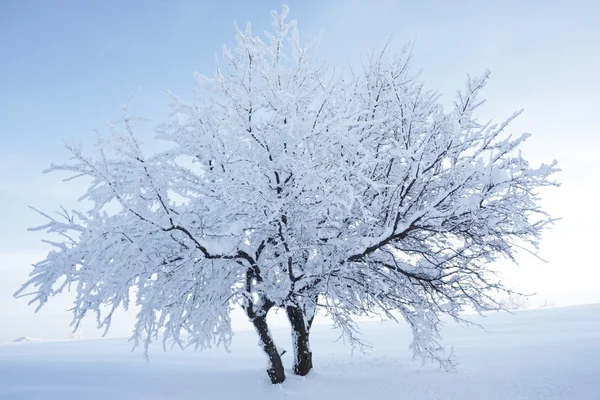 Duas árvores que suportam a neve unidas como uma — Fotografia de Stock