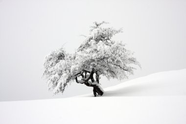 karla kaplı izole ağaç
