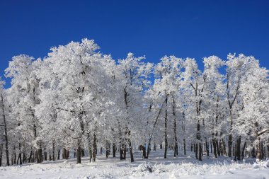 Snow Forest on Clear Blue Sky clipart