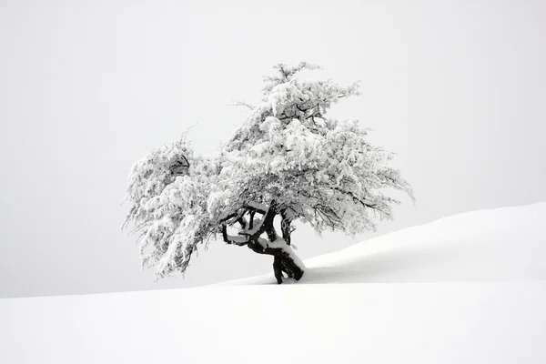 Karla kaplı izole ağaç — Stok fotoğraf