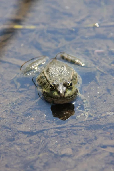 stock image Frog in shallow water