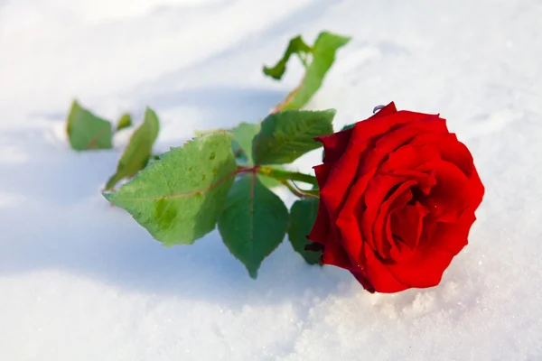 Красная роза на снегу . — стоковое фото