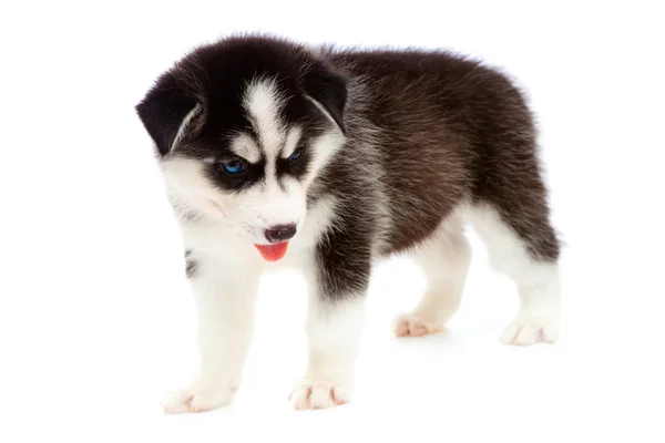 stock image Puppy a husky, isolated.