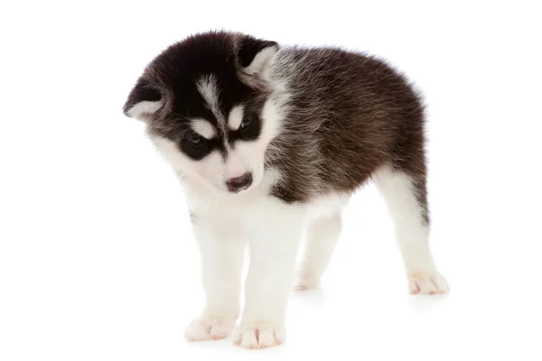 Puppy a husky , isolated. — Stock Photo, Image