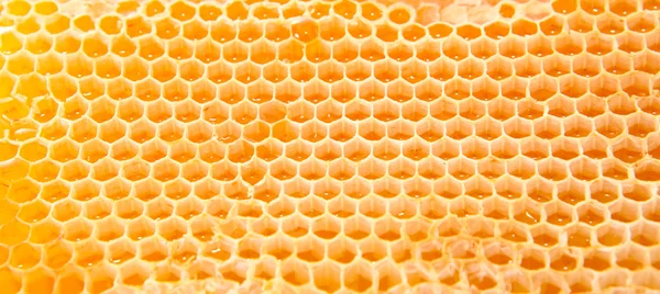 Бджолиного меду — стокове фото