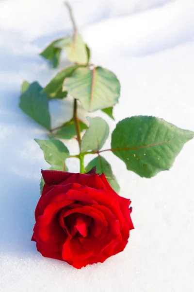 stock image Red rose on snow.