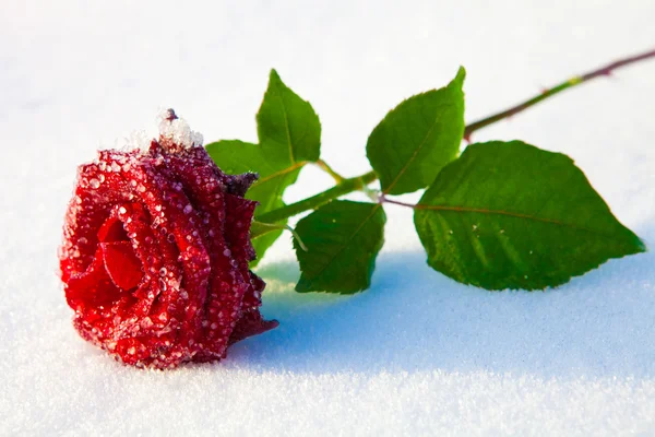 Rosa roja en el hielo —  Fotos de Stock