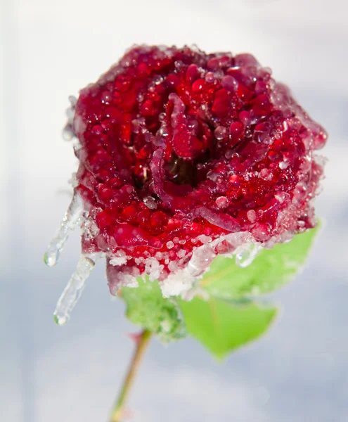 霜の氷の赤いバラ. — ストック写真