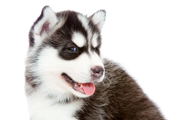 Filhote de cachorro um husky, isolado . — Fotografia de Stock