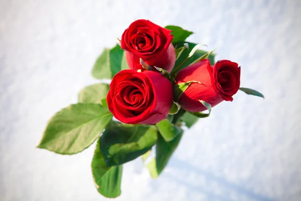 Červené růže na sněhu. — Stock fotografie