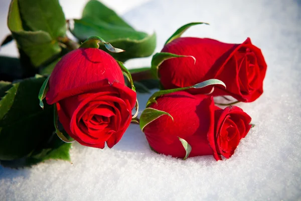 Röda rosor på snö. — Stockfoto