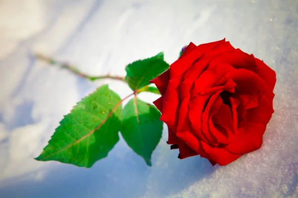 Rote Rose auf Schnee. — Stockfoto
