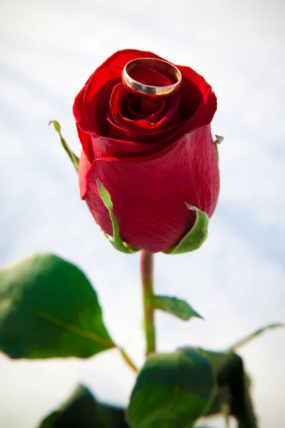 Rose and ring . Winter. — Stock Photo, Image