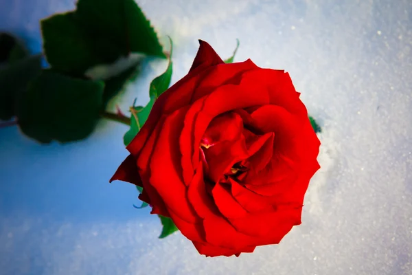 Rosa vermelha na neve . — Fotografia de Stock