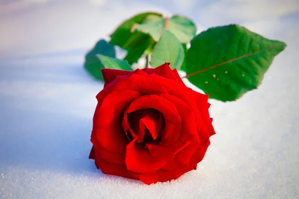 在雪上的红玫瑰. — 图库照片