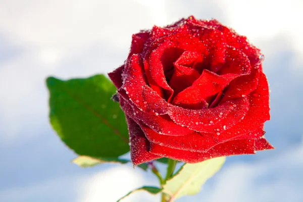 Красная роза во льду — стоковое фото