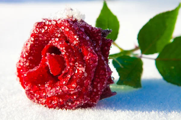 Rosa vermelha no gelo — Fotografia de Stock