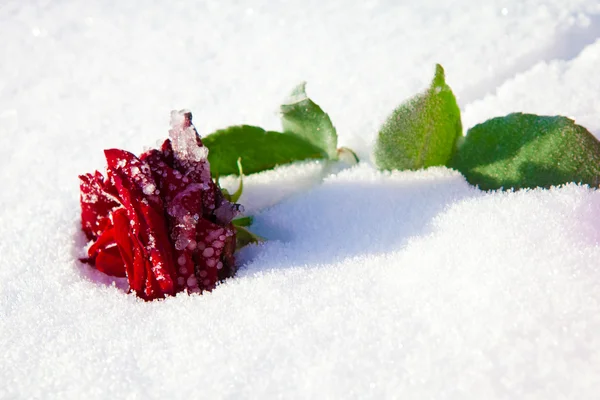 Красная роза на морозе . — стоковое фото