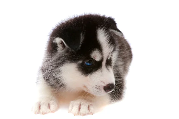 Puppy a husky, isolated. — Stock Photo, Image
