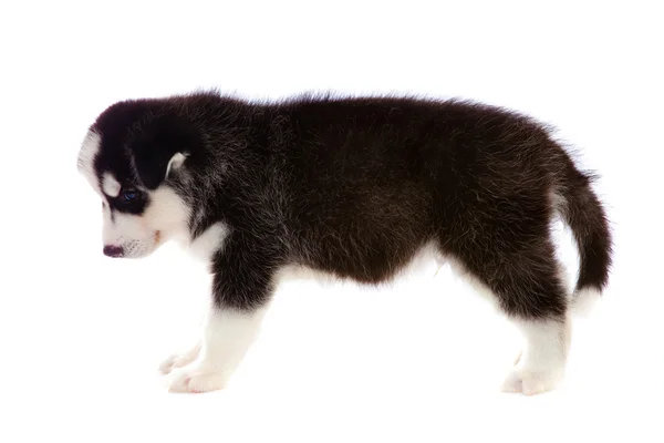 Filhote de cachorro um husky, isolado . — Fotografia de Stock