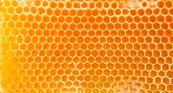 Пивний мед у медових комбінаціях . Стокове Фото