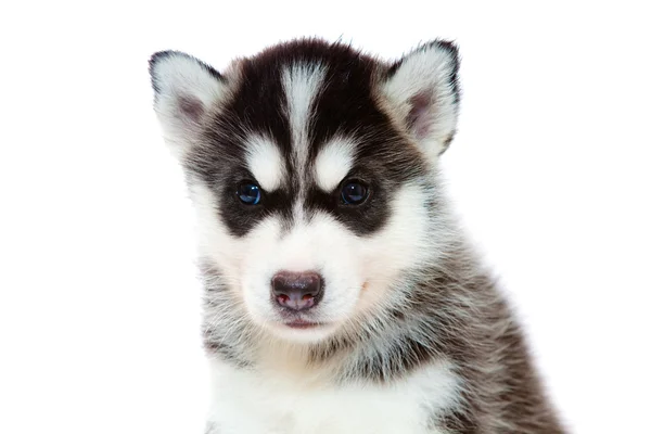 Puppy a husky ,isolated. — Stock Photo, Image