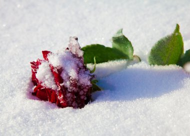 Frost'un üzerinde kırmızı gül. Kış.