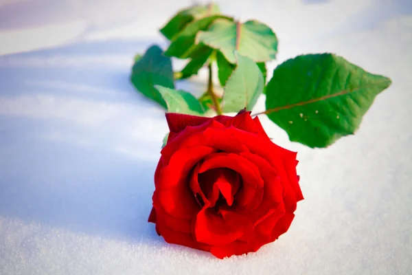 Red rose on snow. — Stock Photo, Image