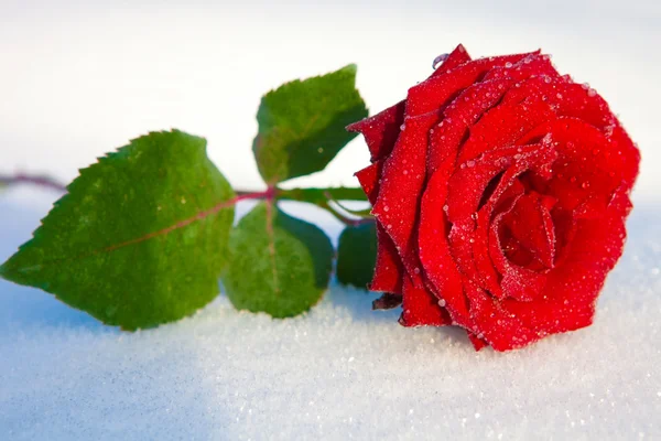 氷の赤いバラ — ストック写真
