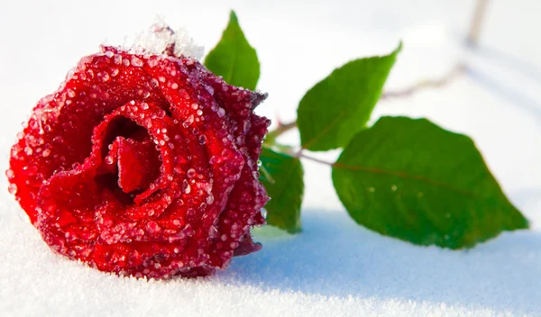 Rote Rose im Eis — Stockfoto