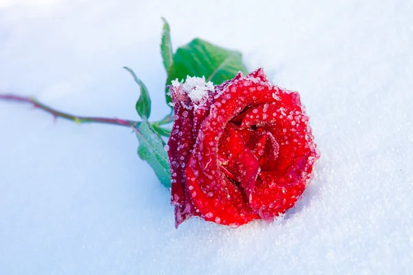 在冰中的红玫瑰 — 图库照片