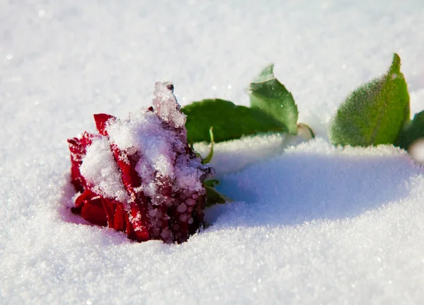 Rote Rose bei Frost. Winter. — Stockfoto