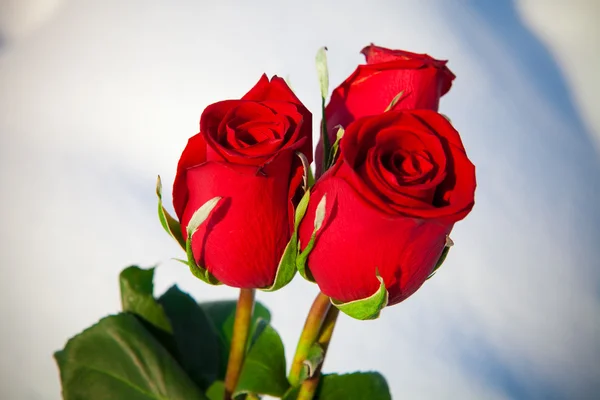 Red roses on snow. — Stock Photo, Image