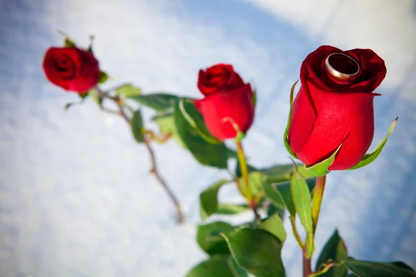 Rosa rossa e anello — Foto Stock