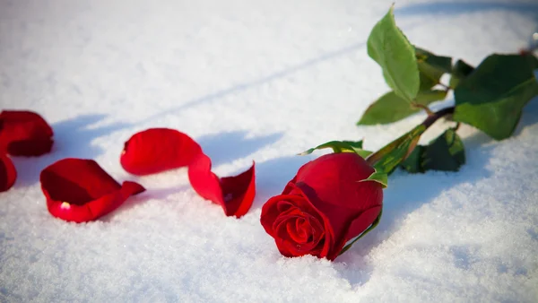 Röd ros på snö. — Stockfoto