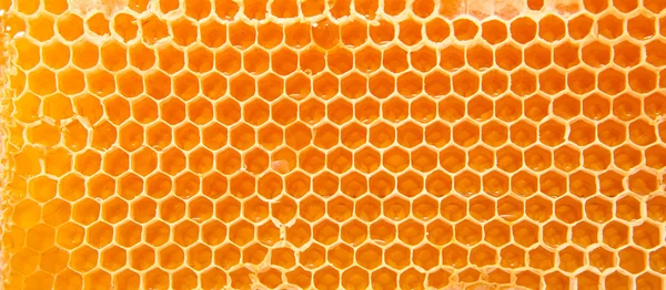 Miel de bière en nid d'abeille . — Photo