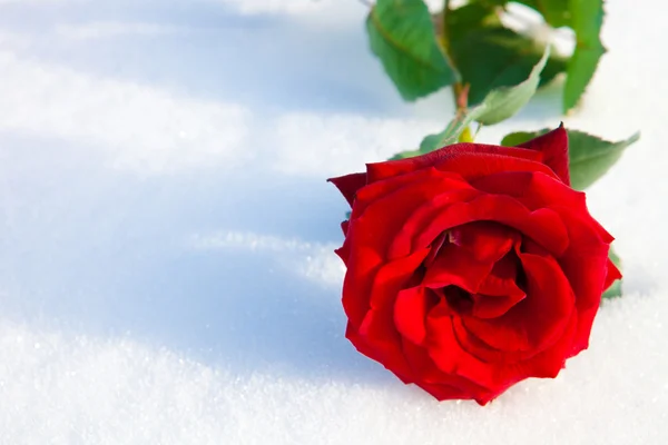Rode roos op sneeuw. — Stockfoto