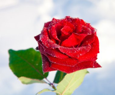 Red rose in ice clipart