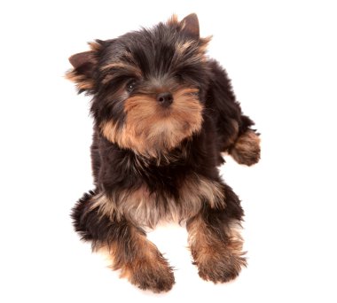 Yorkshire Terrier. clipart