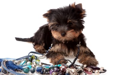 Small dog about a beads, isolated. clipart