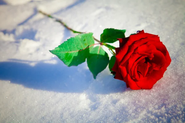 Красная роза на снегу — стоковое фото